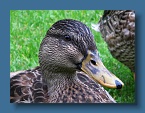 81 Napier Duck